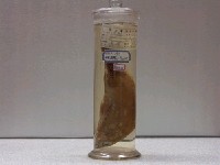 藏品(三線雞魚)的圖片